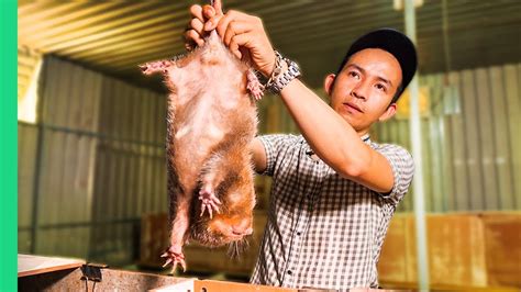 Vietnamese SUPER RATS for Dinner!!! Asia's Pandemic Proof Food ...