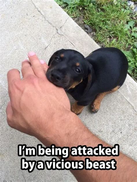 12 Funny Rottweiler Memes To Make Your Day! | Rottweiler Life