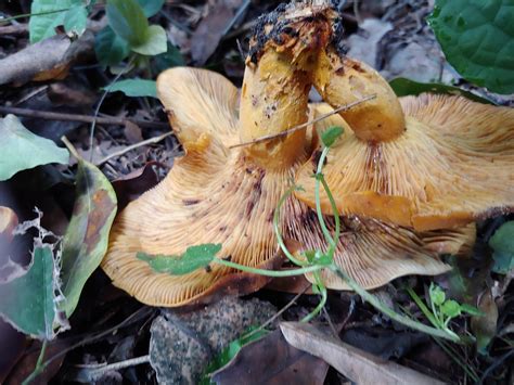 Big Slimy Looking Guys on Dead Live Oak Roots - Mushroom Hunting and Identification - Shroomery ...