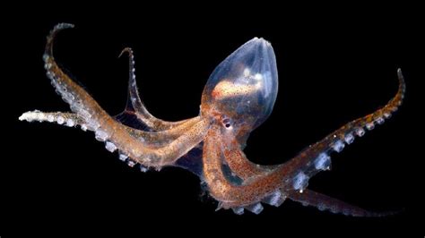 Octopus Most Intelligent Animals On Planet | #Devilfish | The Animal Adventure | - YouTube