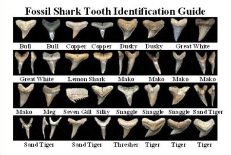 fossil shark tooth identification guide | Shark teeth, Fossilized shark teeth, Shark tooth fossil