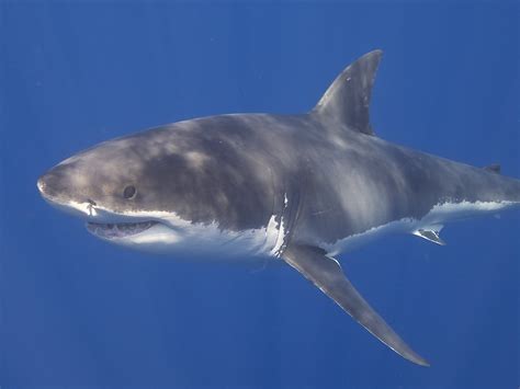 Great White Shark | Elias Levy | Flickr