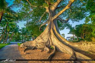 Large Kapok Tree Palm Beach Island | HDR image tone mapped i… | Flickr