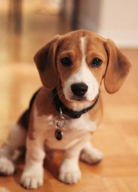 Beagle Dog Breeders Near Me | Beagle Puppy