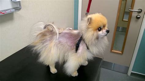 Cure for alopecia – Petsochic