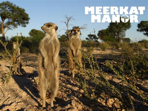 Watch Meerkat Manor Season 2 | Prime Video