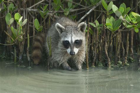 20 Pygmy Animal Species From Around the World