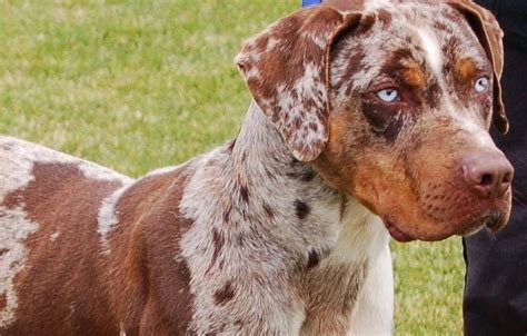 7 Fascinating Facts About The Red Catahoula Leopard Dog