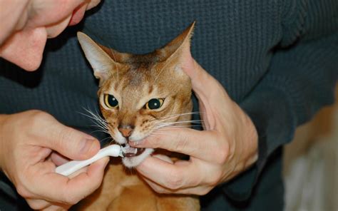 Cat Teeth Cleaning Procedure