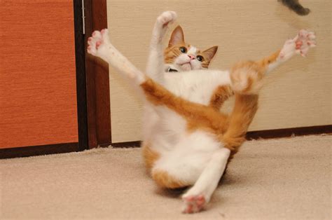 Pictures of Funny Cats Pictures of Funny Cats - Pettie Hismir