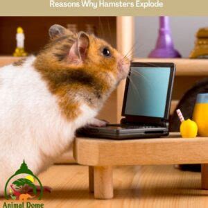 Why Do Hamsters Explode? The Truth! - Animal Dome