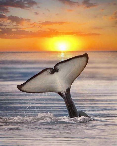 orca-sunset-marys-mark-photography-2-1 - WhatzViral