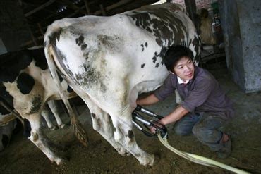 China to produce 'human milk' from GM cows! - Rediff.com Business