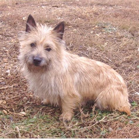 Cairn Terrier - Countryside Kennels