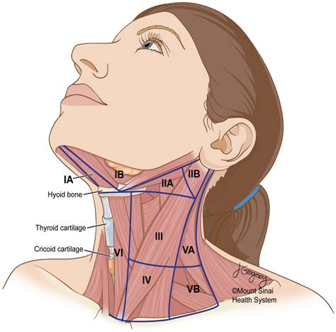 Lymph Nodes Neck Diagram