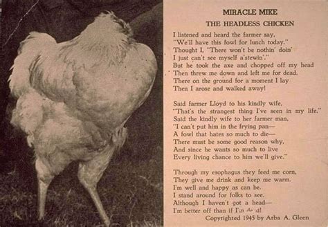 The chicken that lived for 18 months without a head - BBC News