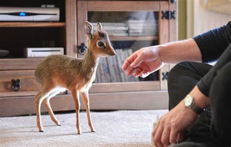 This orphaned dik dik may be the cutest animal we've ever encountered ...