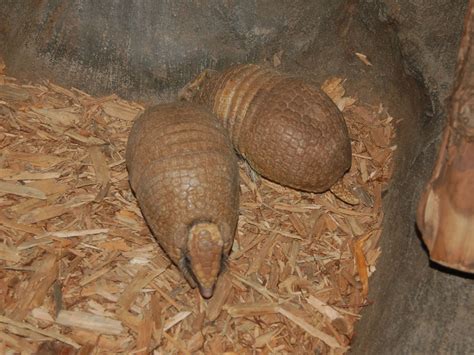 The Online Zoo - Southern Three-banded Armadillo