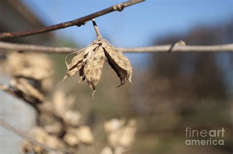 Reseeding for Spring Photograph by Tonya Icenogle - Fine Art America