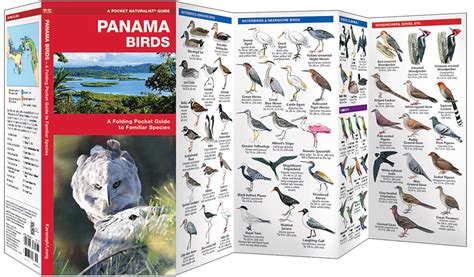 Panama Birds (Pocket Naturalist® Guide)