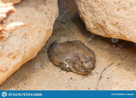 Colorado River Toad (Incilius Alvarius), Also Known As Sonoran Desert ...