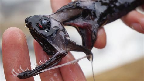 Dragonfish are armed with dagger-like invisible teeth; scientists now know why