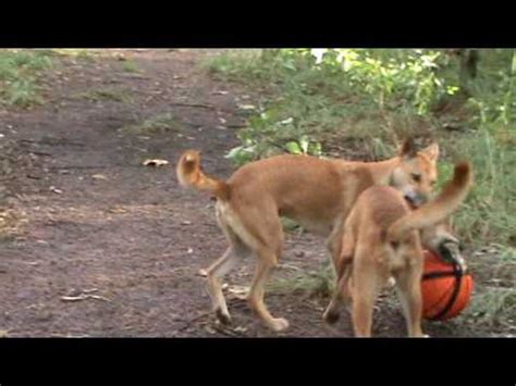 Dingoes playing - YouTube