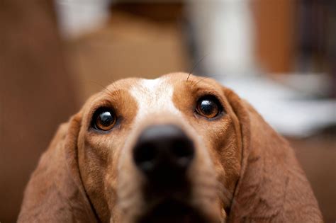 English Coonhound dog face photo | English coonhound, Coonhound, Red tick coonhound