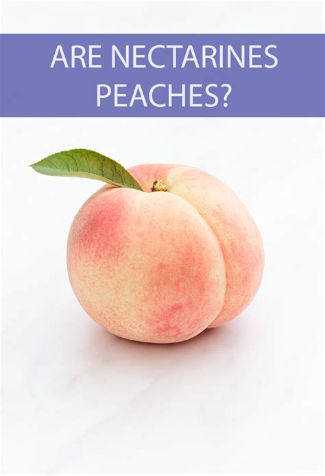 What's the Difference Between Nectarines and Peaches? - Is This That Food