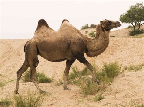 8 Fascinating Facts About Camels