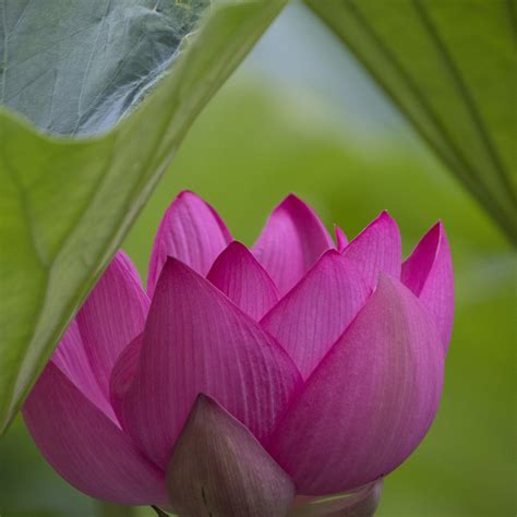 Fleur Lotus Rose - Photo gratuite sur Pixabay - Pixabay