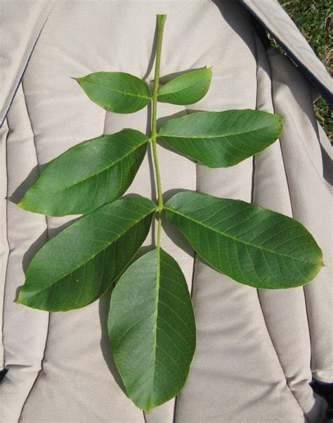 Walnut - Tree Guide UK Common Walnut tree identification