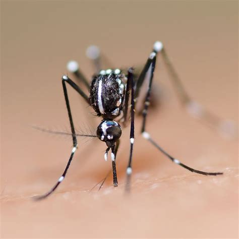 How Long Do Asian Tiger Mosquitoes Live : These are found again in ...