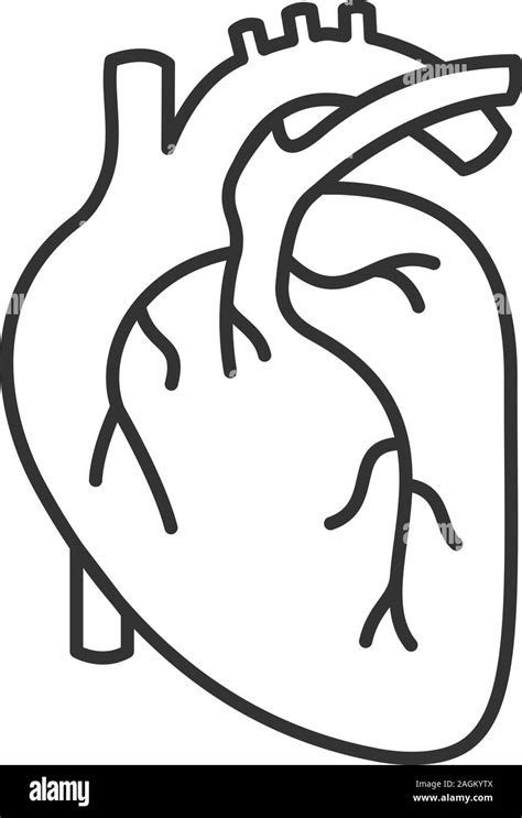 Human heart anatomy linear icon. Thin line illustration. Contour symbol ...