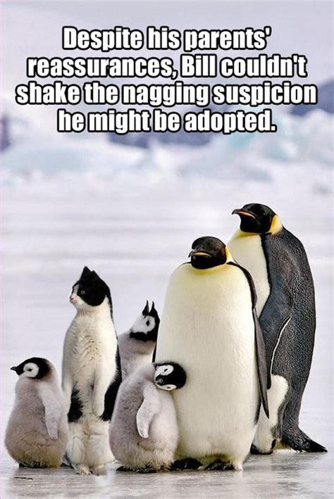 24 Meme, die beweisen, dass Pinguine die lustigsten Tiere der Erde sind ...