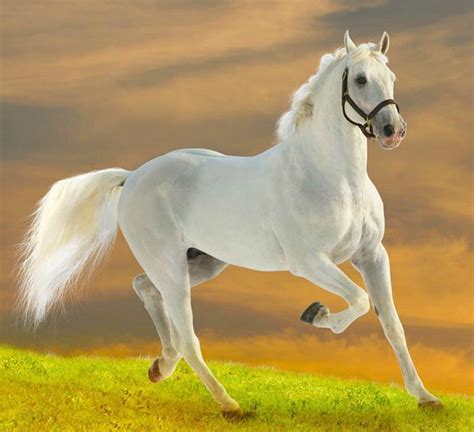 White horse, domestic, white, horse, run, animal, HD wallpaper | Peakpx