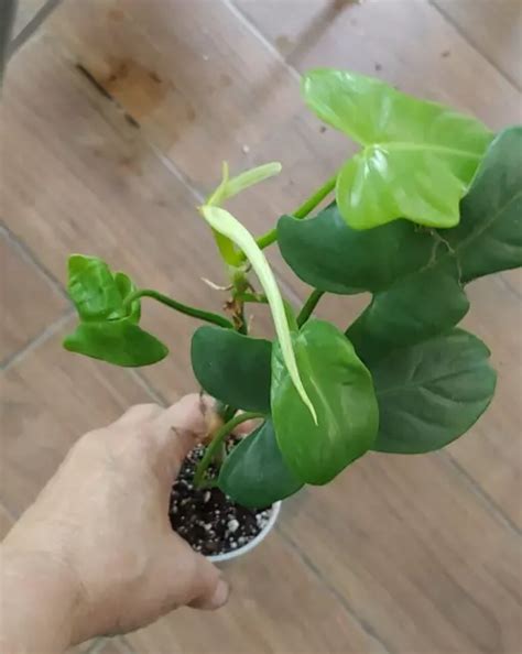 PHILODENDRON PLANT 'Hammerhead Gold' $9.99 - PicClick