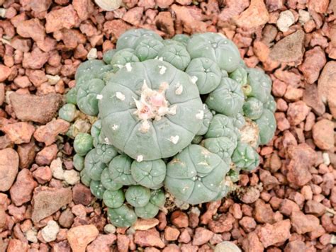 What is peyote and what effects does it have? - BSF Seeds UK