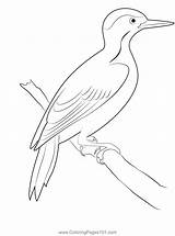 Cute Green Woodpecker Coloring Page For Kids  Free Woodpeckers sketch template