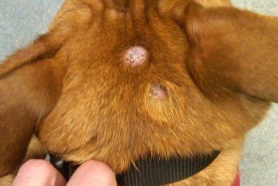 Where Are Mast Cell Tumors Found On Dogs