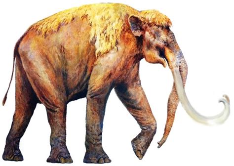 Ice Age Animals - Waco Mammoth National Monument (U.S. National Park Service)