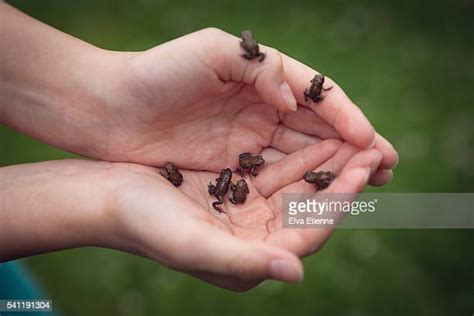 105 Human Frog Baby Stock Photos, High-Res Pictures, and Images - Getty Images