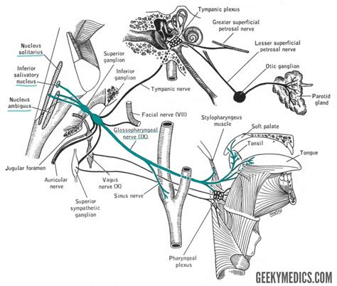 The Glossopharyngeal Nerve (CN IX) | Cranial Nerves | Geeky Medics