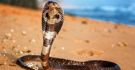 Kingsnake vs King Cobra: What Are the Differences? - A-Z Animals