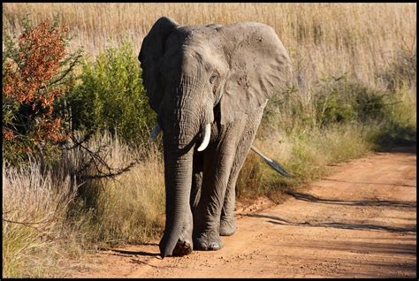Elephant | An Elephant in the Pilanesberg Game Reserve, Nort… | Flickr
