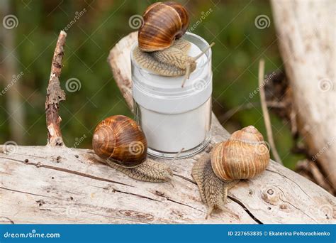 Cream with Snail Mucus, Concept Natural Cosmetics Stock Image - Image ...