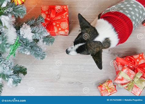 Corgi Dog in a Christmas Costume Stock Photo - Image of white, scarf: 257625688