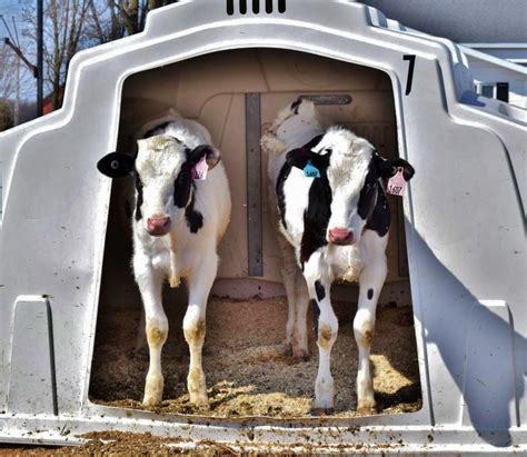 Pair-housing benefits calves | Dairy | agupdate.com