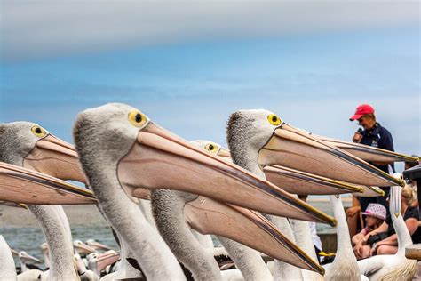 Pelican Feeding at The Entrance NSW – iCentralCoast