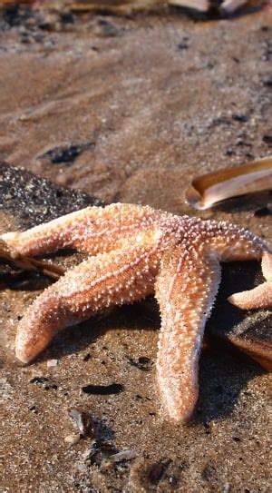 brown starfish free image | Peakpx